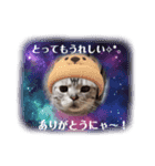 ドルにゃんスタンプ（個別スタンプ：6）