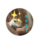 ほとんどヤモリスタンプ2（個別スタンプ：1）