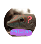 ほとんどヤモリスタンプ2（個別スタンプ：14）