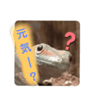 ほとんどヤモリスタンプ2（個別スタンプ：19）