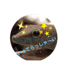 ほとんどヤモリスタンプ2（個別スタンプ：21）