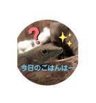 ほとんどヤモリスタンプ2（個別スタンプ：22）