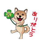 shiba@SURFBORDER（個別スタンプ：1）