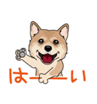 shiba@SURFBORDER（個別スタンプ：14）