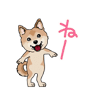 shiba@SURFBORDER（個別スタンプ：18）