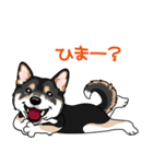 shiba@SURFBORDER（個別スタンプ：36）