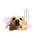 はなさんでつよ〜〜〜2（個別スタンプ：16）