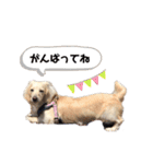 はなさんでつよ〜〜〜2（個別スタンプ：17）