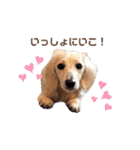 はなさんでつよ〜〜〜2（個別スタンプ：40）