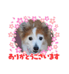 ぬまこさんちの仲間達♡（個別スタンプ：7）