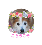 ぬまこさんちの仲間達♡（個別スタンプ：12）