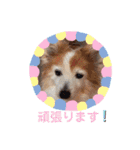 ぬまこさんちの仲間達♡（個別スタンプ：13）