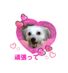 ぬまこさんちの仲間達♡（個別スタンプ：14）