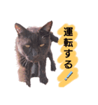 Ameyaあいさつ編（個別スタンプ：15）