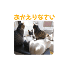 愛しのニャンズすたんぷ 4（個別スタンプ：4）