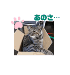 愛しのニャンズすたんぷ 4（個別スタンプ：6）
