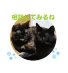 愛しのニャンズすたんぷ 4（個別スタンプ：9）