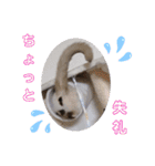 愛しのニャンズすたんぷ 4（個別スタンプ：11）