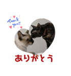 愛しのニャンズすたんぷ 4（個別スタンプ：12）