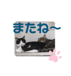 愛しのニャンズすたんぷ 4（個別スタンプ：16）