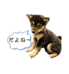 黒柴犬パピーのルークくん（個別スタンプ：7）