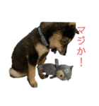 黒柴犬パピーのルークくん（個別スタンプ：10）
