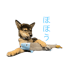 黒柴犬パピーのルークくん（個別スタンプ：14）