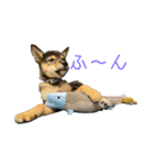 黒柴犬パピーのルークくん（個別スタンプ：15）