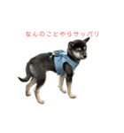 黒柴犬パピーのルークくん（個別スタンプ：18）