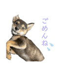 黒柴犬パピーのルークくん（個別スタンプ：24）