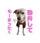 きなこ＆もなかの日常4（個別スタンプ：2）