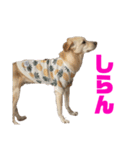 きなこ＆もなかの日常4（個別スタンプ：3）