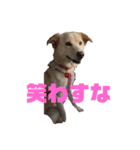 きなこ＆もなかの日常4（個別スタンプ：4）