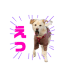 きなこ＆もなかの日常4（個別スタンプ：5）