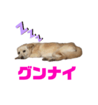 きなこ＆もなかの日常4（個別スタンプ：10）