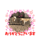 きなこ＆もなかの日常4（個別スタンプ：13）