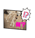 きなこ＆もなかの日常4（個別スタンプ：14）