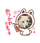 きなこ＆もなかの日常4（個別スタンプ：15）