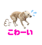 きなこ＆もなかの日常4（個別スタンプ：17）
