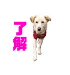 きなこ＆もなかの日常4（個別スタンプ：21）
