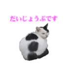 さくら猫さんたち（個別スタンプ：2）