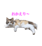さくら猫さんたち（個別スタンプ：3）