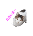 さくら猫さんたち（個別スタンプ：4）