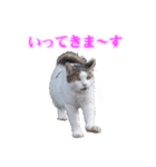 さくら猫さんたち（個別スタンプ：5）