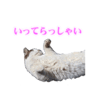 さくら猫さんたち（個別スタンプ：6）