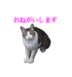 さくら猫さんたち（個別スタンプ：7）