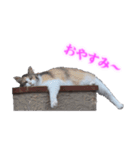 さくら猫さんたち（個別スタンプ：9）