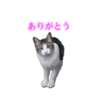 さくら猫さんたち（個別スタンプ：10）