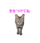 さくら猫さんたち（個別スタンプ：11）