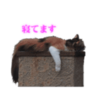 さくら猫さんたち（個別スタンプ：12）